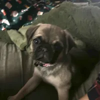 Anais - Fawn Female, a female Pug for sale in Jacksonville, NC – Photo 2 of 8