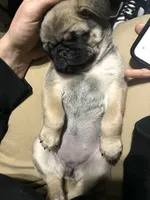 Anais - Fawn Female, a female Pug for sale in Jacksonville, NC – Photo 8 of 8