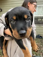 Butler, a male Rottweiler for sale in Gainesville, GA – Photo 2 of 5