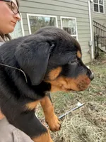 Butler, a male Rottweiler for sale in Gainesville, GA – Photo 1 of 5