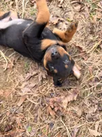 Butler, a male Rottweiler for sale in Gainesville, GA – Photo 5 of 5