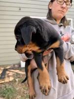 Butler, a male Rottweiler for sale in Gainesville, GA – Photo 4 of 5