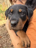 Scarlett , a male Rottweiler for sale in Gainesville, GA – Photo 1 of 3