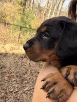 Scarlett , a male Rottweiler for sale in Gainesville, GA – Photo 2 of 3