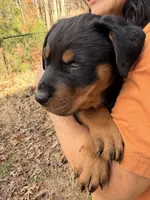 Scarlett , a male Rottweiler for sale in Gainesville, GA – Photo 3 of 3