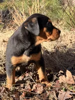 Butler, a male Rottweiler for sale in Gainesville, GA – Photo 2 of 2