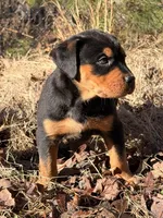 Butler, a male Rottweiler for sale in Gainesville, GA – Photo 1 of 2