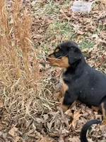 Forest , a male Rottweiler for sale in Gainesville, GA – Photo 2 of 3