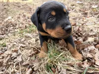 Forest , a male Rottweiler for sale in Gainesville, GA – Photo 3 of 3