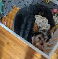 Gracie , a female Yorkshire Terrier for sale in Alliance, OH – 3 of 4