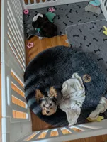 Gracie , a female Yorkshire Terrier for sale in Alliance, OH – 4 of 4