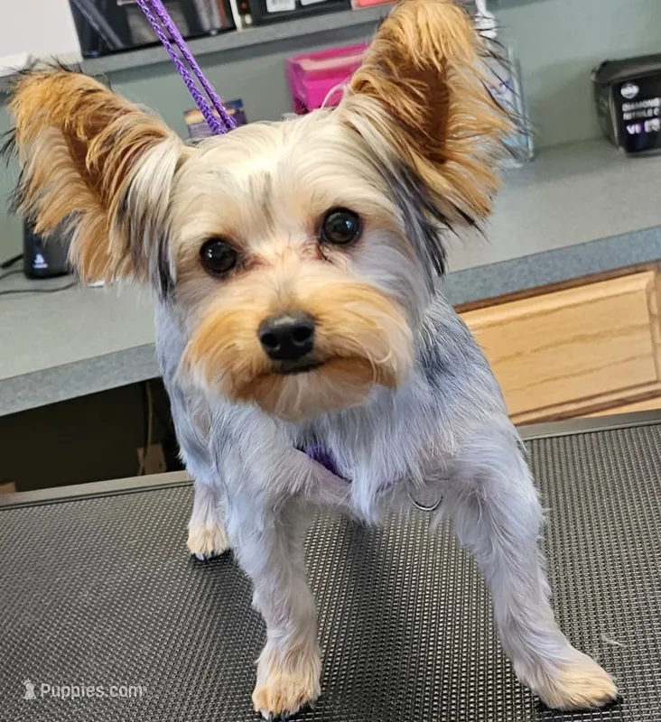 Gracie  – Yorkshire Terrier puppy for sale in Alliance, OH