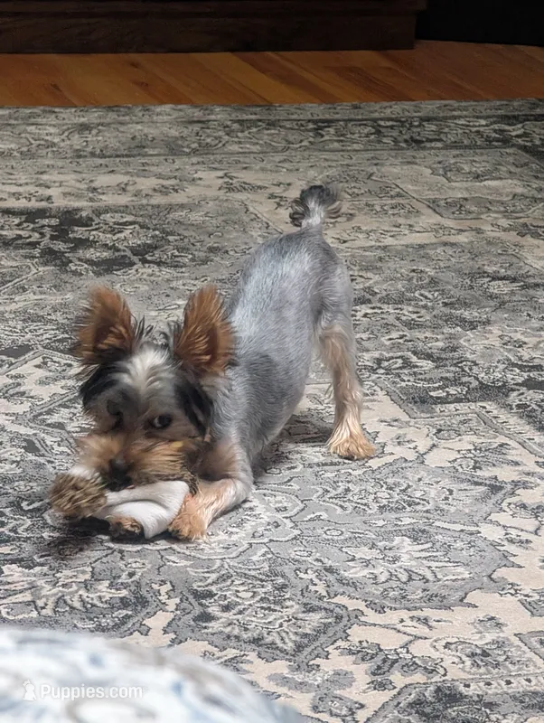 Gracie  – Yorkshire Terrier puppy for sale in Alliance, OH