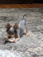 Gracie , a female Yorkshire Terrier for sale in Alliance, OH – 1 of 4