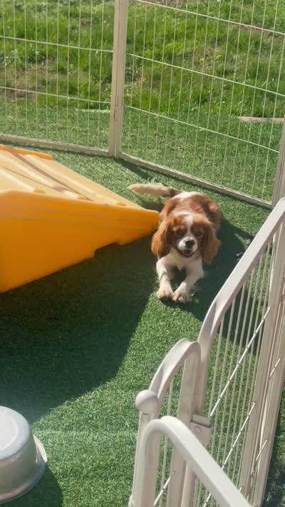 Weston, a male Cavalier King Charles Spaniel for sale in Vernon Center, MN – 7 of 7