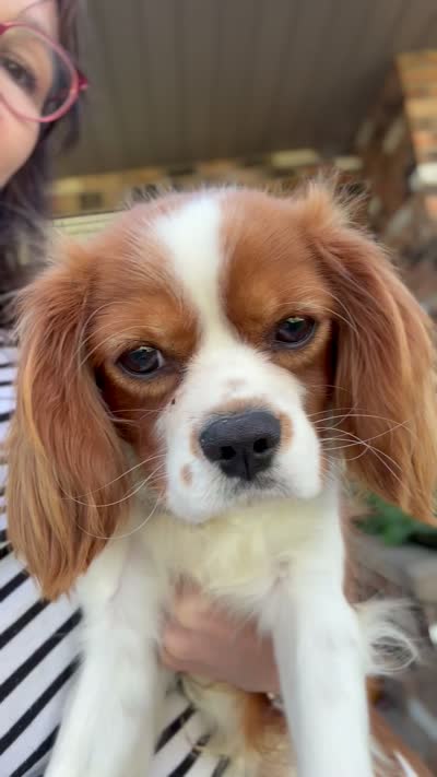 Weston, a male Cavalier King Charles Spaniel for sale in Vernon Center, MN – 6 of 7