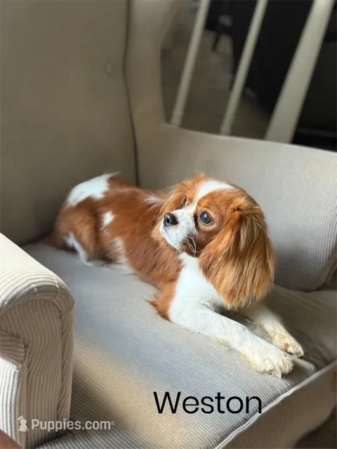 Weston – Cavalier King Charles Spaniel puppy for sale in Vernon Center, MN