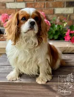 Benjamin , a male Cavalier King Charles Spaniel for sale in Vernon Center, MN – 2 of 4