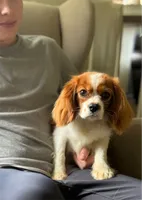 Weston, a male Cavalier King Charles Spaniel for sale in Vernon Center, MN – 2 of 7
