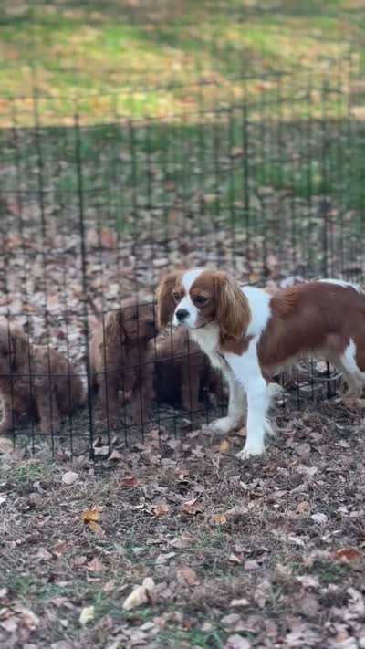 Weston, a male Cavalier King Charles Spaniel for sale in Vernon Center, MN – 4 of 7