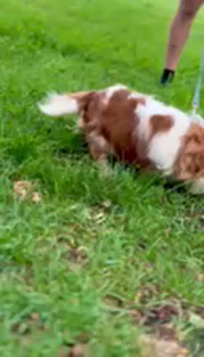 Benjamin , a male Cavalier King Charles Spaniel for sale in Vernon Center, MN – 3 of 4