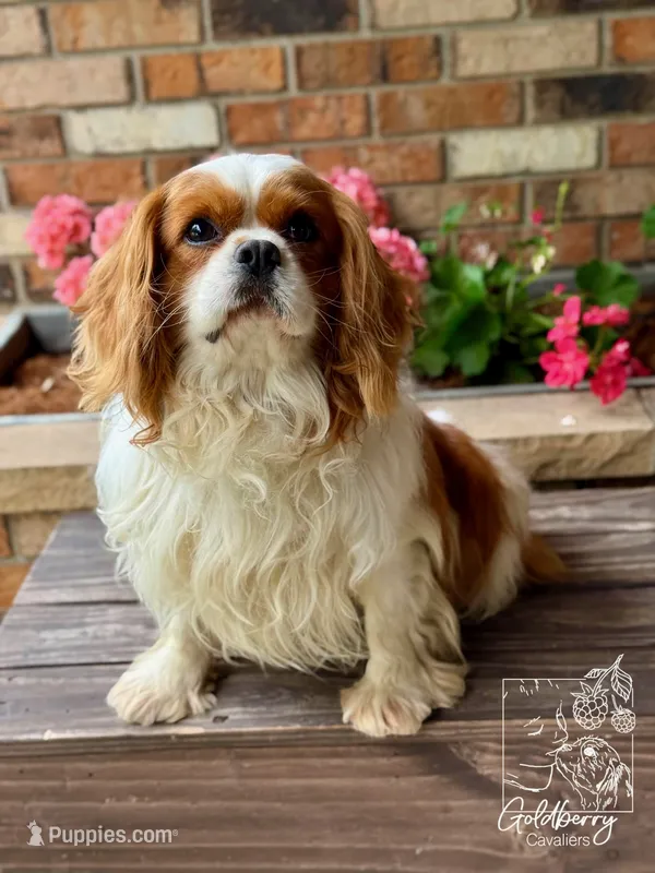 Benjamin  – Cavalier King Charles Spaniel puppy for sale in Vernon Center, MN