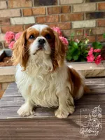 Benjamin , a male Cavalier King Charles Spaniel for sale in Vernon Center, MN – 1 of 4