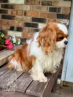 Benjamin , a male Cavalier King Charles Spaniel for sale in Vernon Center, MN – 4 of 4