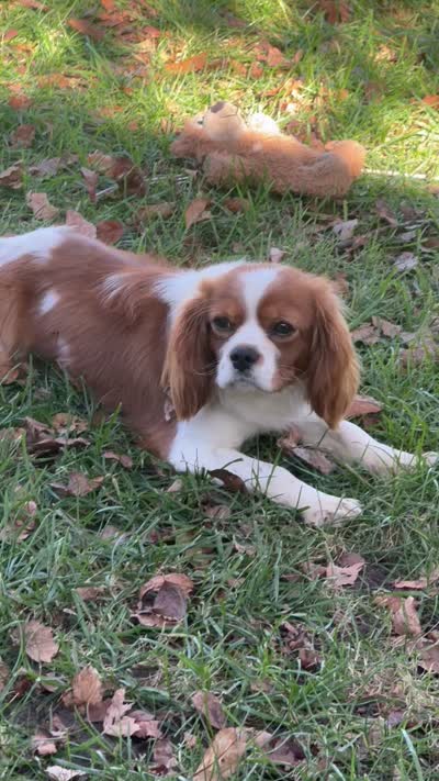 Weston, a male Cavalier King Charles Spaniel for sale in Vernon Center, MN – 5 of 7