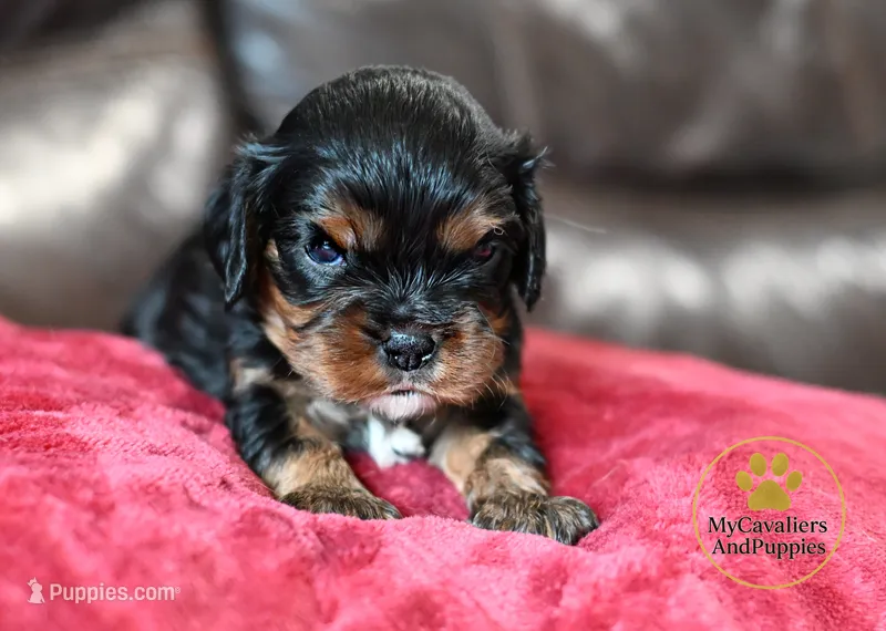 Buddy 2 year guarantee – Cavalier King Charles Spaniel puppy for sale in Pleasanton, KS