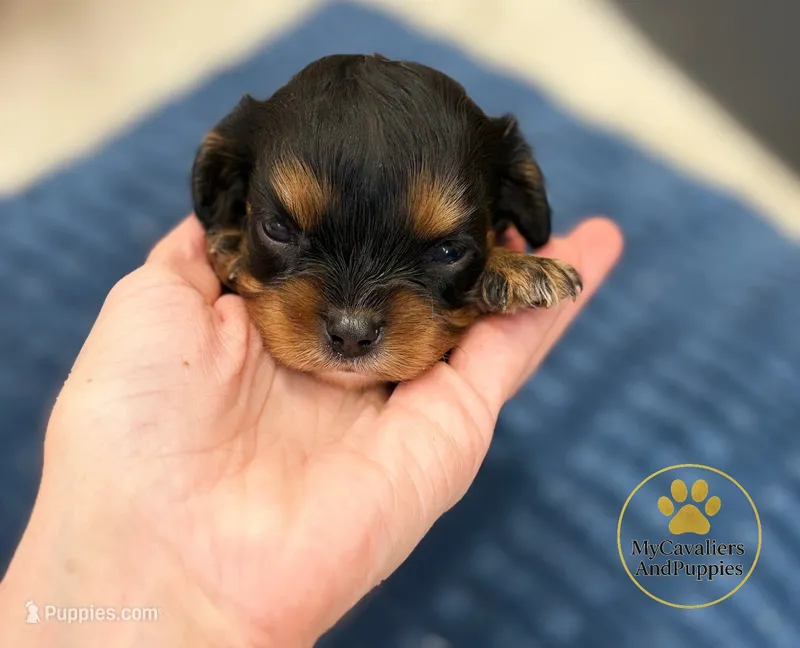Minnie-2 year guarantee – Cavalier King Charles Spaniel puppy for sale in Pleasanton, KS