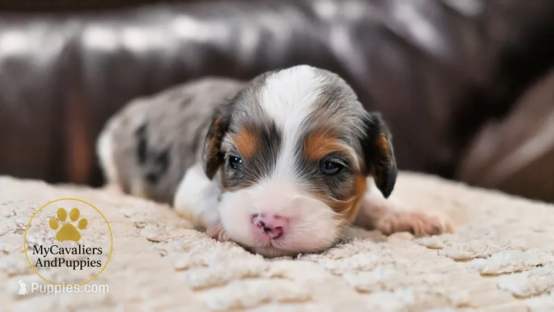 Leo-HOLD – Cavalier King Charles Spaniel, Poodle - Miniature  puppy for sale in Pleasanton, KS