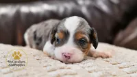 Leo-HOLD, a male Cavalier King Charles Spaniel and Poodle - Miniature  for sale in Pleasanton, KS – 1 of 2