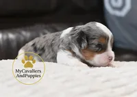 Leo-HOLD, a male Cavalier King Charles Spaniel and Poodle - Miniature  for sale in Pleasanton, KS – 2 of 2