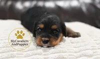 Bella- 2 year guarantee, a female Cavalier King Charles Spaniel and Poodle - Miniature  for sale in Pleasanton, KS – 1 of 1