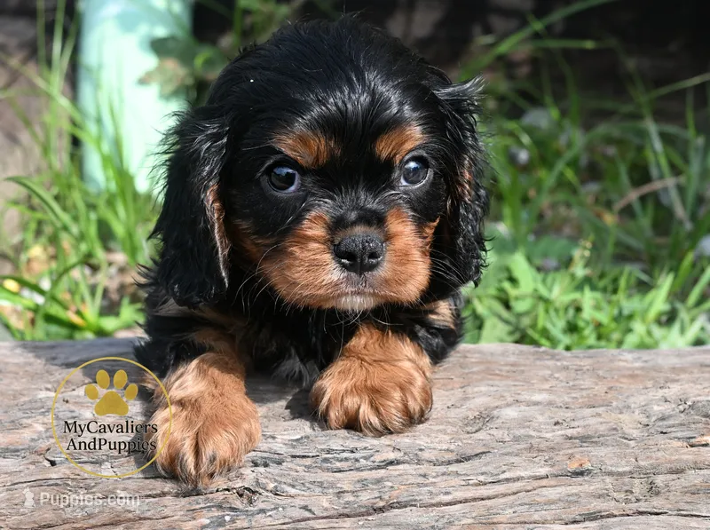Buddy Neutered – Cavalier King Charles Spaniel puppy for sale in Pleasanton, KS