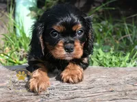 Buddy Neutered, a male Cavalier King Charles Spaniel for sale in Pleasanton, KS – 1 of 2