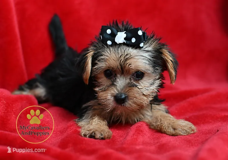 Toy 1 lb 6 ounces, a female Yorkshire Terrier and Biewer for sale in Pleasanton, KS – 1 of 2