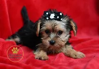 Toy 1 lb 6 ounces, a female Yorkshire Terrier and Biewer for sale in Pleasanton, KS – 1 of 2