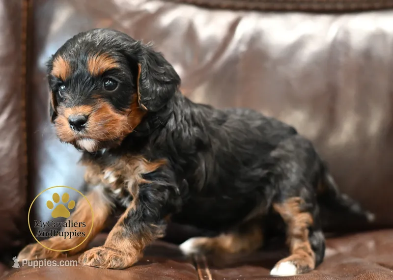 Lucy-2 year guarantee – Cavalier King Charles Spaniel, Poodle - Miniature  puppy on hold in Pleasanton, KS