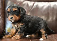 Lucy-2 year guarantee, a female Cavalier King Charles Spaniel and Poodle - Miniature  for sale in Pleasanton, KS – 1 of 2