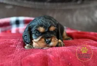Chloe- 2 year guarantee, a female Cavalier King Charles Spaniel for sale in Pleasanton, KS – 2 of 2