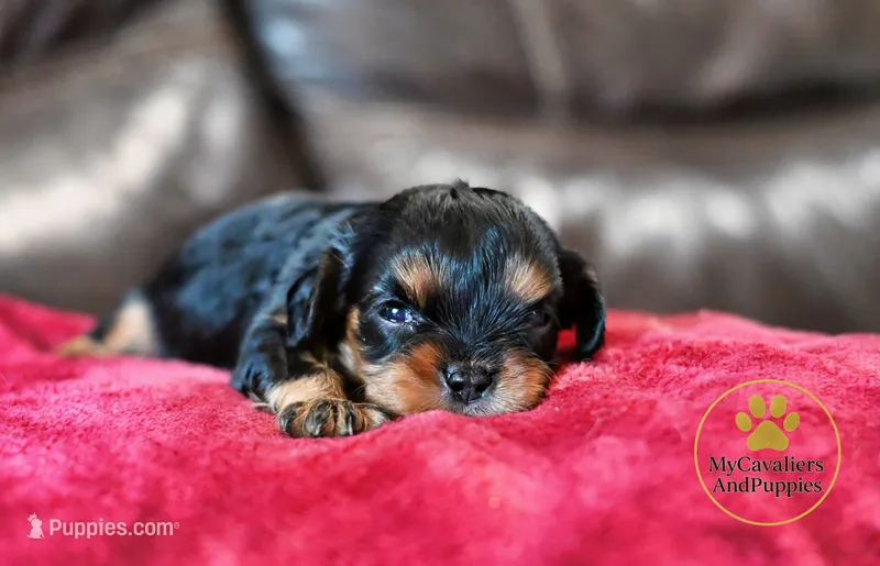 Minnie 2 year guarantee  – Cavalier King Charles Spaniel puppy for sale in Pleasanton, KS
