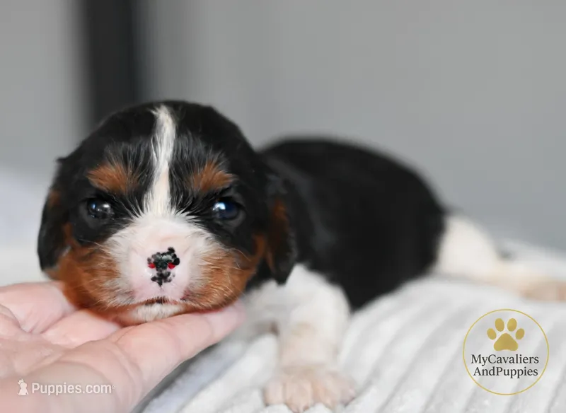 HOLD-2 year guarantee