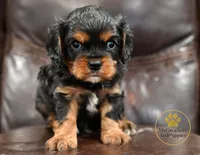 Buddy 2 year guarantee , a male Cavalier King Charles Spaniel for sale in Pleasanton, KS – 2 of 2