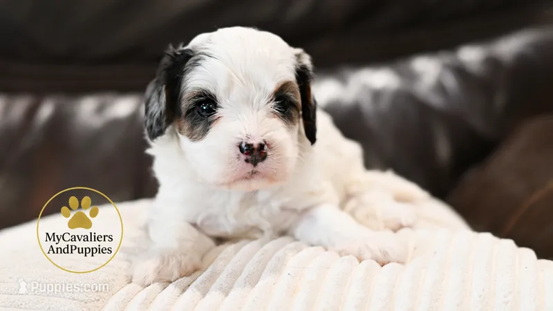 Toby-2 year guarantee – Cavalier King Charles Spaniel, Poodle - Miniature  puppy for sale in Pleasanton, KS