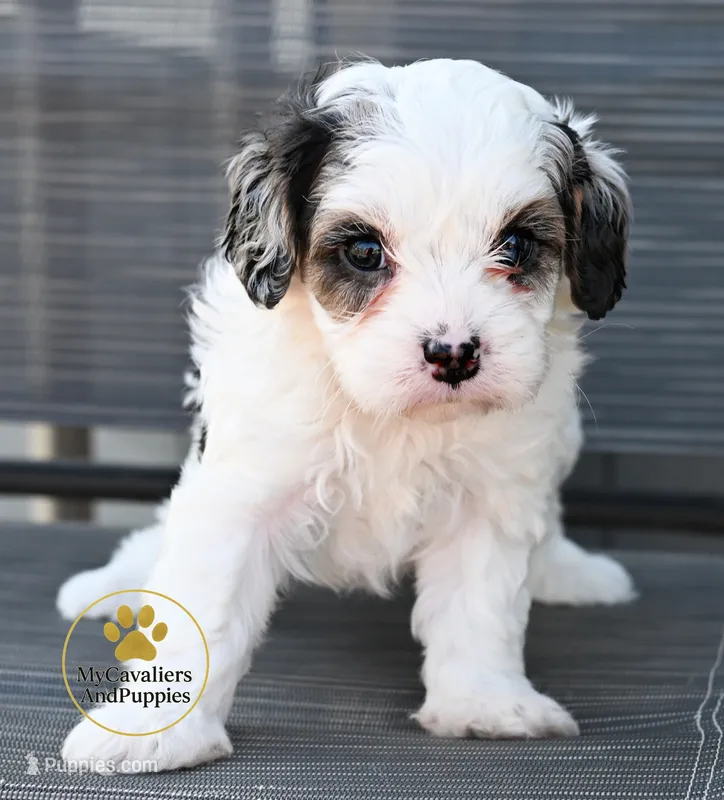 Toby-2 year guarantee – Cavalier King Charles Spaniel, Poodle - Miniature  puppy for sale in Pleasanton, KS