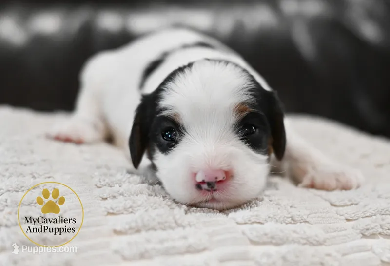 Knox- 2 year guarantee – Cavapoo puppy for sale in Pleasanton, KS