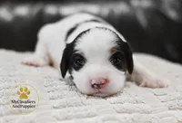 Knox- 2 year guarantee, a male Cavapoo for sale in Pleasanton, KS – 1 of 2