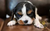 Bruno-2 year guarantee, a male Cavalier King Charles Spaniel for sale in Pleasanton, KS – 2 of 4